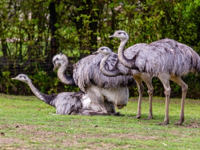 Nandoe - De Zonnegloed - Dierenpark - Dieren opvangcentrum - Sanctuary